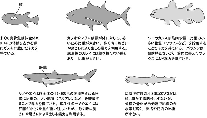 東京工業大学 バイオ研究基盤支援総合センター 加藤研